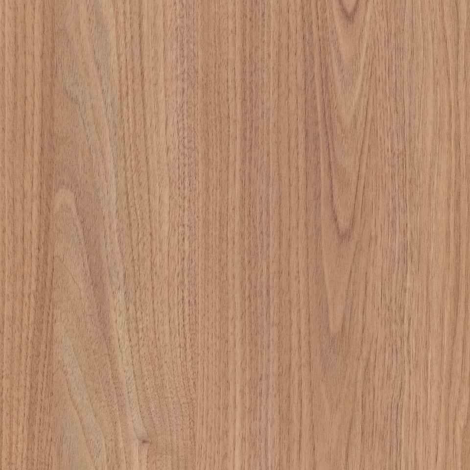 tasmanian-oak